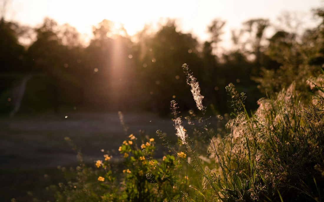 The Best Air Filter for Allergies - Atomic Filters